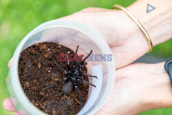 Największy samiec najbardziej jadowitego pająka na świecie