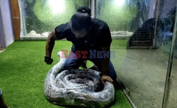 Miłośnik węży pożegnał swojego 23-metrowego pytona