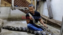 Miłośnik węży pożegnał swojego 23-metrowego pytona