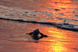 Wypuszczanie żółwi morskich w Indonezji