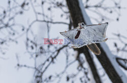 Latająca wiewiórka z Hokkaido