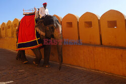 Pomalowane słonie w Jaipur