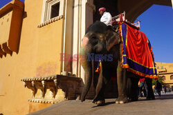 Pomalowane słonie w Jaipur