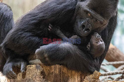 16-dniowy goryl w praskim ogrodzie zoologicznym