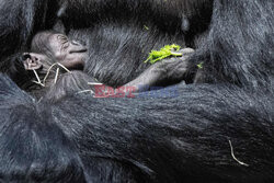 16-dniowy goryl w praskim ogrodzie zoologicznym