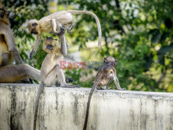 Małpki grają w berka