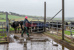 Życie codzienne na farmie mlecznej w Irlandii