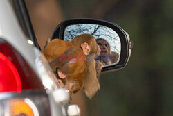 Małpka przegląda się w lusterku samochodowym