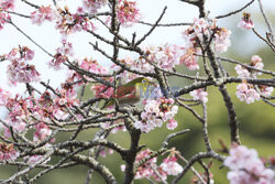Szlarnik japoński spija nektar kwiatowy
