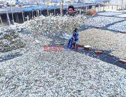 Suszenie ryb w Bangladeszu