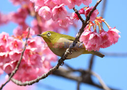 Ptak na gałęzi kwitnącej wiśni w Tokio