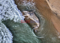 Rozkładający się wieloryb w Huntington Beach w Kalifornii