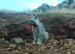 Zagrożona wyginięciem hiena pręgowana w fotopułapce