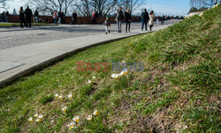 Wiosna na Wzgórzu Wawelskim