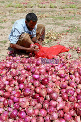 Zbiory czerwonej cebuli w Jemenie