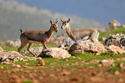 Ochrona gazeli górskich w Turcji