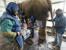 Szpital i SPA dla maltretowanych słoni