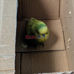 Zagubiona papuga znaleziona w Centrum Kosmicznym w Leicester