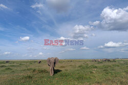 Kenia, Park Narodowy Amboseli