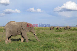 Kenia, Park Narodowy Amboseli