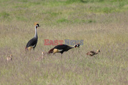 Kenia, Park Narodowy Amboseli