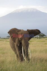 Kenia, Park Narodowy Amboseli