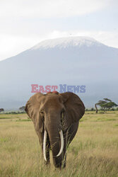 Kenia, Park Narodowy Amboseli