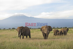 Kenia, Park Narodowy Amboseli