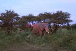 Kenia, Park Narodowy Amboseli
