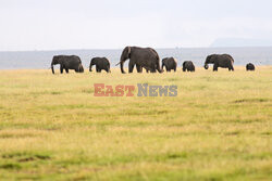 Kenia, Park Narodowy Amboseli