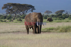 Kenia, Park Narodowy Amboseli