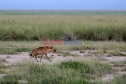 Kenia, Park Narodowy Amboseli