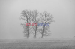 Mgła na Żuławach
