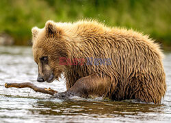 Niedźwiadek bawi się w rzece