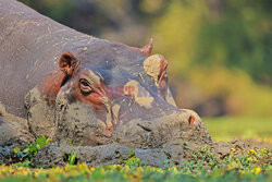 Hipopotamy w błocie