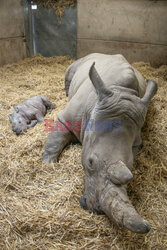 Nowo narodzony nosorożec biały
