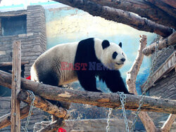 Pandy z pekińskigo zoo