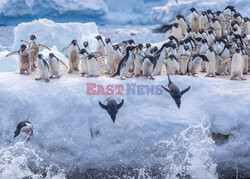 Pingwiny skaczą do wody