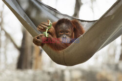 Adoptowany orangutan
