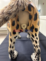 Model geparda dla studentów weterynarii