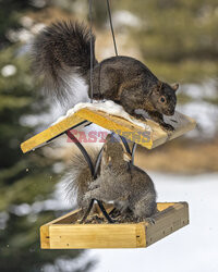 Wiewiórki kradną jedzenie dla ptaków