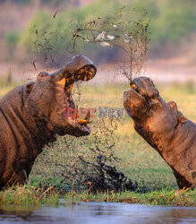 Walczące hipopotamy