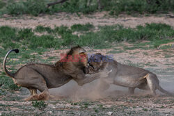 Lwica walczy z młodym agresywnym samcem