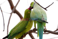 Całujące się papużki