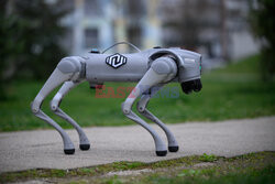 Pies-robot na spacerze w parku