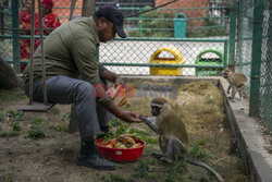 Karmienie zwierząt w nepalskim zoo