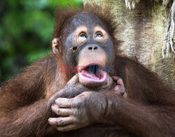 Orangutan przestraszył się pszczoły
