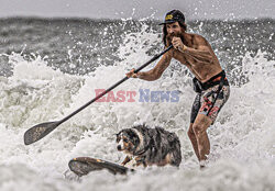 Mistrzostwa psich surferów w Australii
