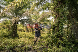 Produkcja oleju palmowego w Malezji - NYT