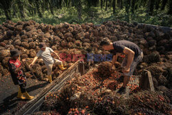 Produkcja oleju palmowego w Malezji - NYT